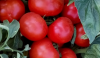 Томат Айваз 331 F1