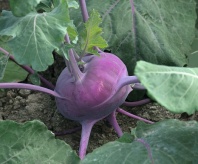 Капуста Колибри F1 Капуста Колибри F1