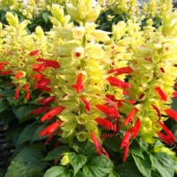 Сальвия Mojave Red Bicolor Сальвия Mojave Red Bicolor