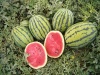 Арбуз Бедуин F1