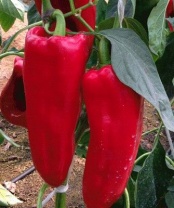 Перец Каптур F1 Перец Каптур F1