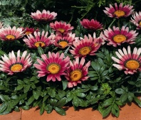 Гацания Кисс F1 Rose, Хупта, 4889567 100 семян