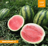 Арбуз Виктория F1 Арбуз Виктория F1