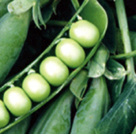 Зеленый горошек Преладо