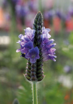 Лаванда Torch Blue Лаванда Torch Blue