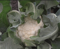 Капуста Гудман Капуста Гудман