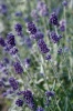 Лаванда Vicenza Blue