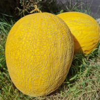 Дыня Клодетт F1 Дыня Клодетт F1