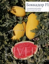Арбуз Боккадор F1 Арбуз Боккадор F1