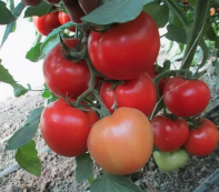 Томат Квалитет F1 Томат Квалитет F1