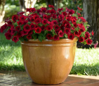 Петуния Изи Вейв, Red Velour F1 Петуния Изи Вейв, Red Velour F1