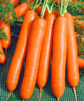 Морковь Элеганс F1 Морковь Элеганс F1