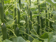 Огурец Мелен F1 Melen F1