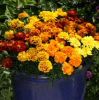Бархатцы отклоненные Alumia Formula Mix