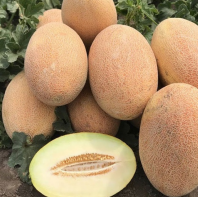 Дыня Ребекка F1 Дыня Ребекка F1