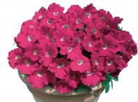 Петуния Джоконда Rose&W/White Eye F1