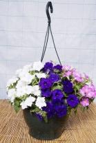 Петуния Бейби Джоконда Mixed F1 Петуния Бейби Джоконда Mixed F1