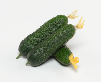 Огурец Альшаны F1