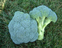 Капуста Гераклион F1 Капуста Гераклион F1