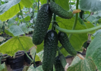 Огурец Стантор F1 Огурец Стантор F1