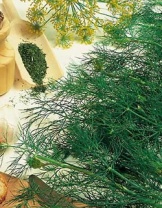 Укроп Дилл кустовой Укроп Дилл кустовой