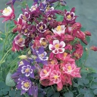 Аквилегия Winky Mix Аквилегия Winky Mix