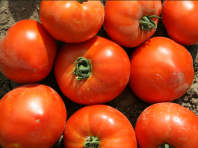 Томат Усмань F1