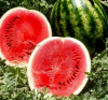 Арбуз Гигант Флэш F1