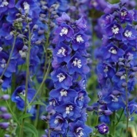 Дельфиниум высокий GUARDIAN F1 BLUE Дельфиниум высокий GUARDIAN F1 BLUE