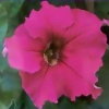 Петуния крупноцветковая Суперкаскад F1 Pink