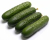 Огурец Спино F1