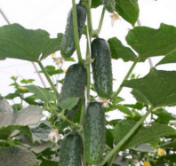 Огурец Барвина F1 Огурец Барвина F1