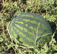 Арбуз Холодок Арбуз Холодок