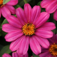 Цинния мариландская Захара ZAHARA XL Pink Coated Хупта 55523011 30 семян