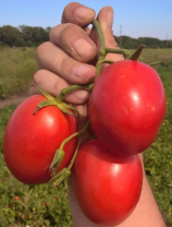 Томат Фрегатта F1 Томат Фрегатта F1