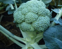 Капуста Принцип F1 Капуста Принцип F1