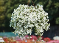 Петуния ампельная Velvet F1 White Петуния ампельная Velvet F1 White