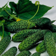 Огурец Эколь F1 Огурец Эколь F1