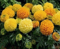 100 Бархатцы прямостоячие Антигуа F1 Микс Хупта, 4119454 100 семян 100 Бархатцы прямостоячие Антигуа F1 Микс Хупта, 4119454 100 семян