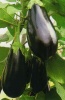 Баклажан Блек Перл F1