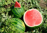 Арбуз Геркулес F1 Арбуз Геркулес F1