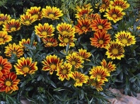 Гацания Фрости Кисс F1 Флейм Микс, Хупта, арт. 8273 100 семян Гацания Фрости Кисс F1 Флейм Микс, Хупта, арт. 8273 100 семян