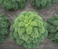 Капуста Олденбор F1 Капуста Олденбор F1