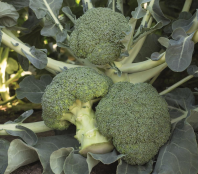 Капуста Батавия F1 Капуста Батавия F1