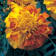 Бархатцы триплоидные Zenith F1 Red Бархатцы триплоидные Zenith F1 Red