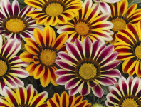 Гацания Фрости Кисс F1 Флейм Микс Гацания Фрости Кисс F1 Флейм Микс