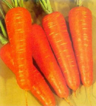 Морковь Курода Шантене Морковь Курода Шантене