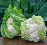 Капуста Беринг F1 Капуста Беринг F1