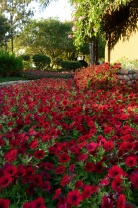 Петуния ампельная Тайдал Вейв F1 Red Velour Петуния ампельная Тайдал Вейв F1 Red Velour
