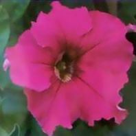 Петуния крупноцветковая Суперкаскад F1 Pink, Pelleted 1.000 др Петуния крупноцветковая Суперкаскад F1 Pink, Pelleted 1.000 др